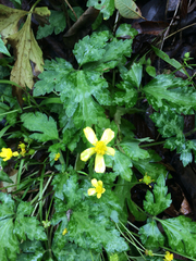Ranunculus sierrae-orientalis