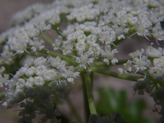 Kitagawia litoralis