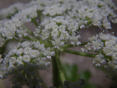Kitagawia litoralis