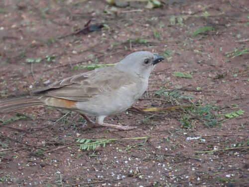 Swahili Sparrow (Passer suahelicus), photo 2
