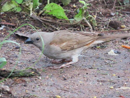 Swahili Sparrow (Passer suahelicus), photo 7