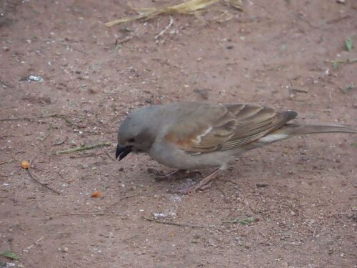Swahili Sparrow (Passer suahelicus), photo 8