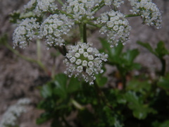 Kitagawia litoralis