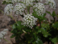 Kitagawia litoralis