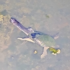 Chelodina oblonga