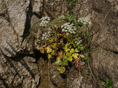 Kitagawia litoralis