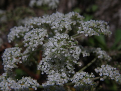Kitagawia litoralis
