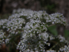 Kitagawia litoralis