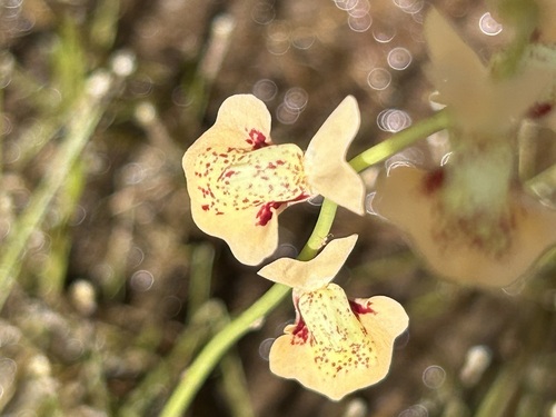 Utricularia fulva, photograph 5