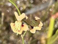 Utricularia fulva, photograph (c) Alan Bell, some rights reserved (CC BY)