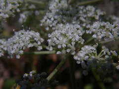 Kitagawia litoralis