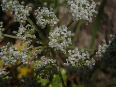 Kitagawia litoralis