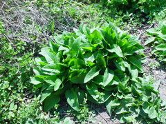 Symphytum × uplandicum