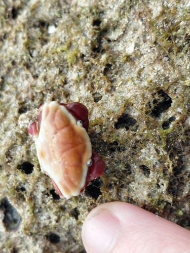 Liomera tristis observed 2026-05-17