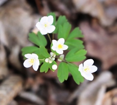 Isopyrum thalictroides