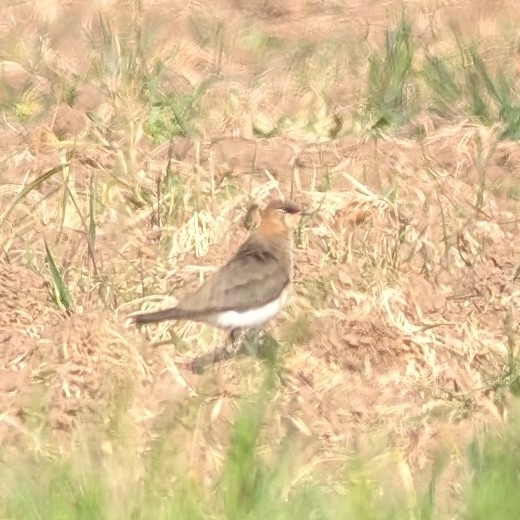 Black-winged Pratincole (Glareola nordmanni), photo 10