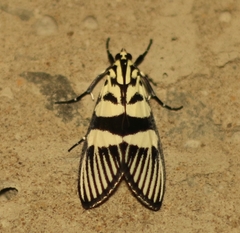 Heortia