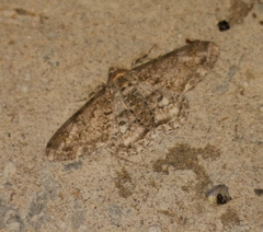Cleora alienaria