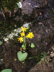 Packera coahuilensis