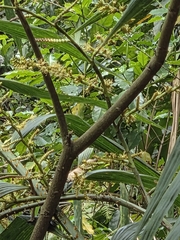Calamus formosanus, photograph (c) Emily Chang, some rights reserved (CC BY)