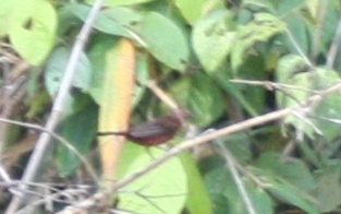 Ramphocelus carbo