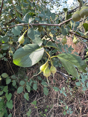 Styrax redivivus