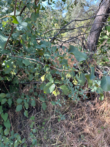 Styrax redivivus, photograph 2