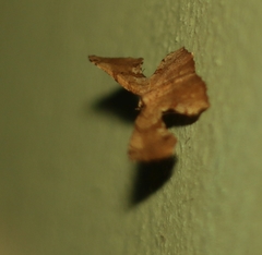 Corymica