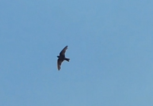 Dusky Crag Martin