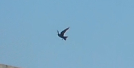 Dusky Crag Martin