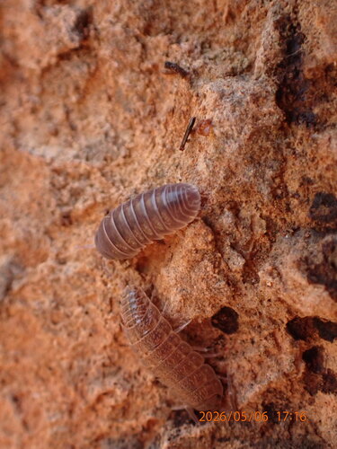 Armadillo moncayotus