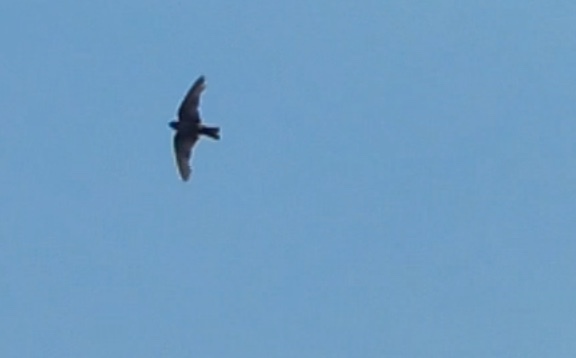 Dusky Crag Martin
