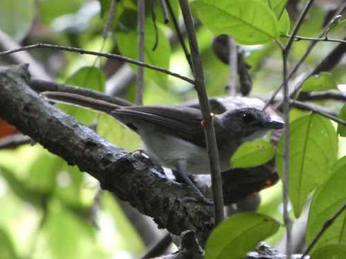 Moustached Babbler (Malacopteron magnirostre), photo 2