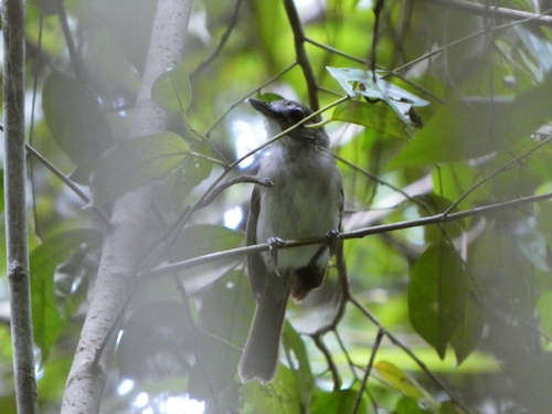 Moustached Babbler (Malacopteron magnirostre), photo 7