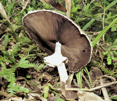 Agaricus