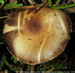 Agaricus