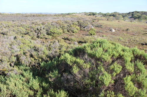 Tecticornia arbuscula, photograph 5