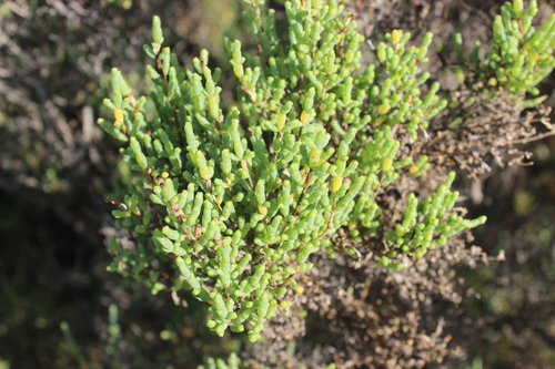 Tecticornia arbuscula, photograph 6