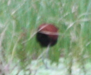 Jacana jacana