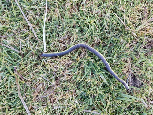 Photo of a Rosebelly Earth Snake (Geophis rhodogaster)