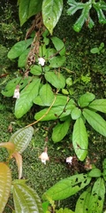 Staurogyne concinnula