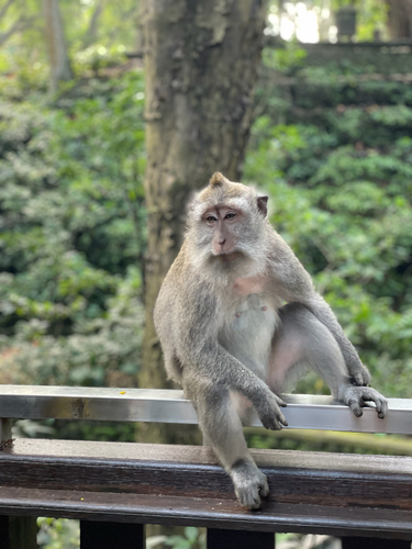 Long-tailed Macaque