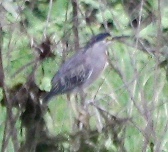 Butorides striata