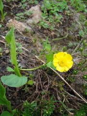 Ranunculus altaicus