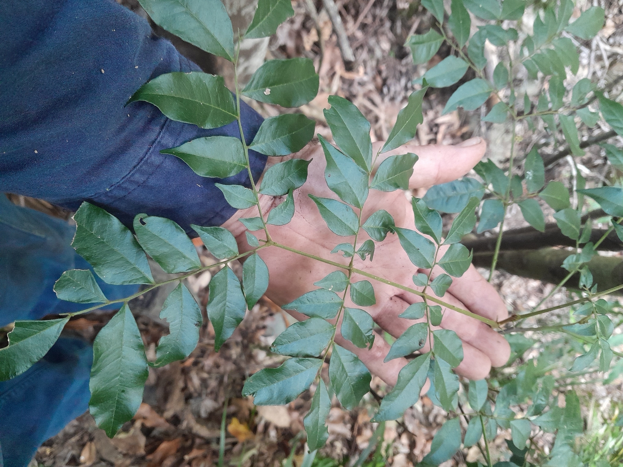 Imagem de Pararchidendron pruinosum