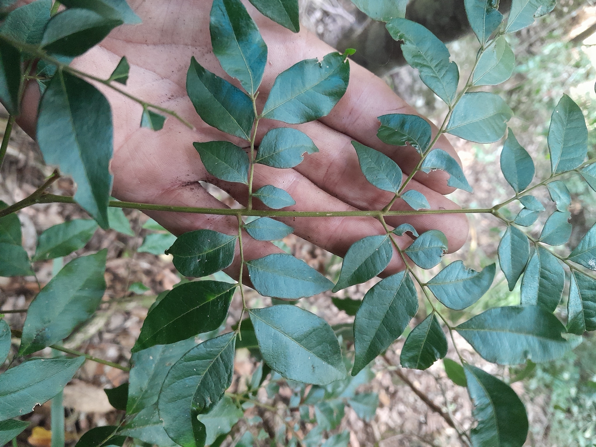 Imagem de Pararchidendron pruinosum