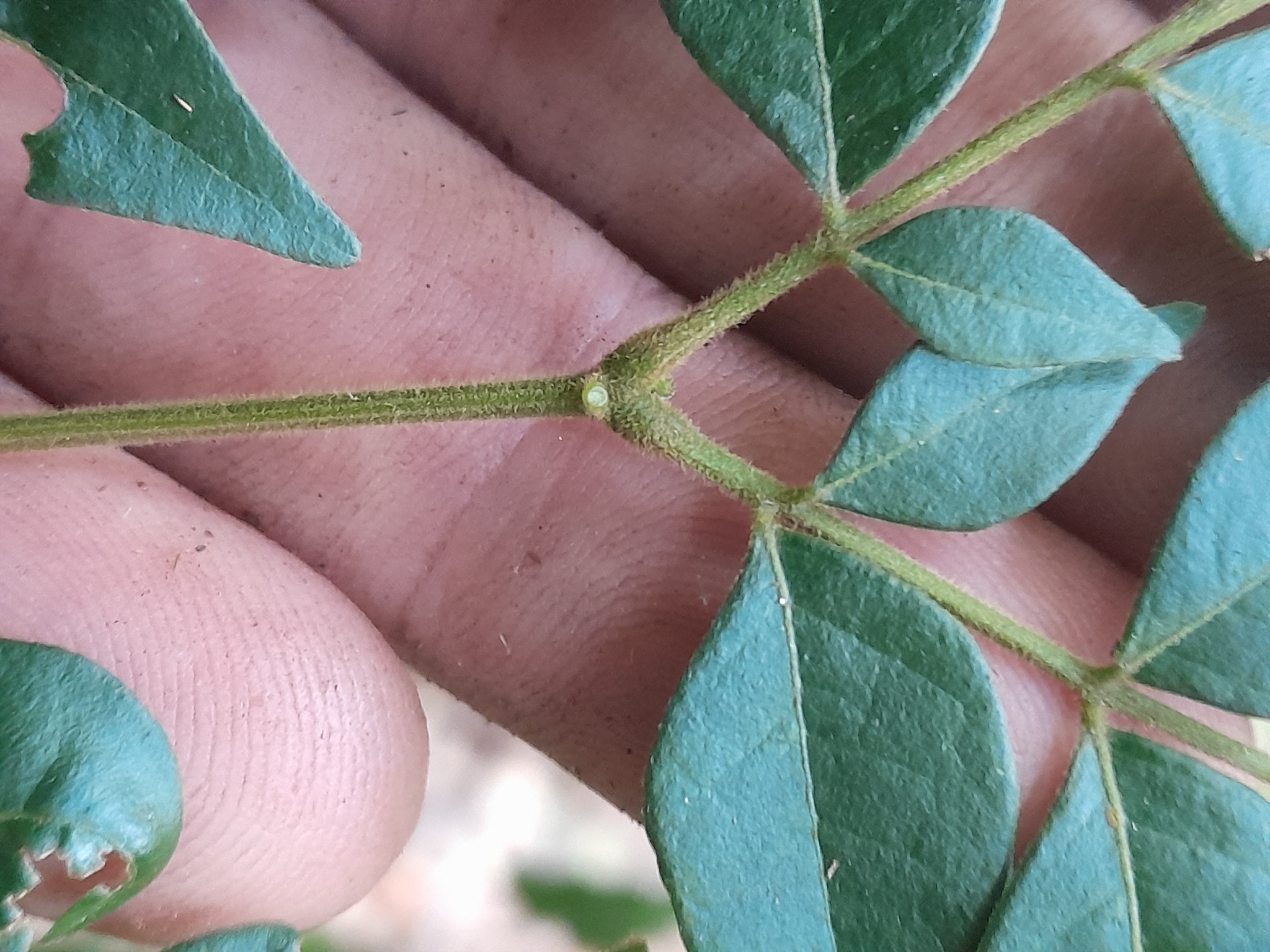 Imagem de Pararchidendron pruinosum