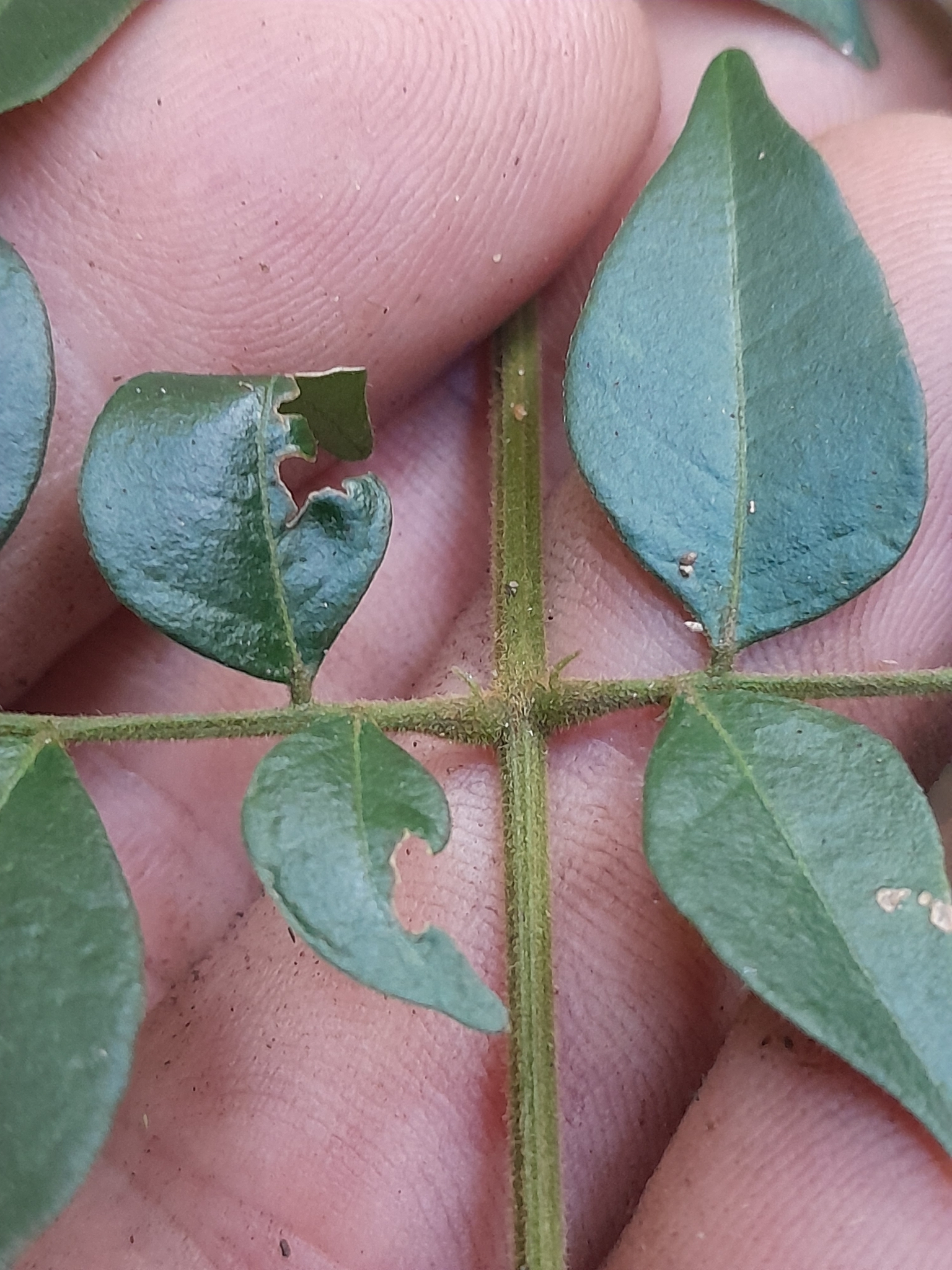 Imagem de Pararchidendron pruinosum
