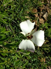 Calochortus catalinae