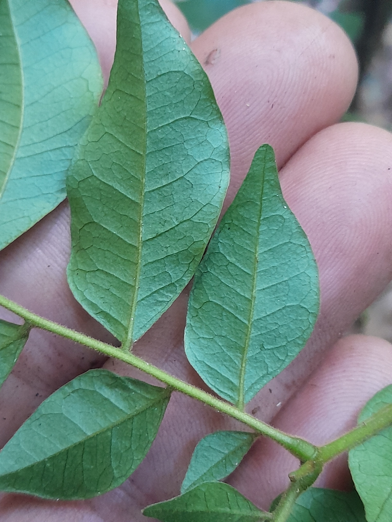 Imagem de Pararchidendron pruinosum